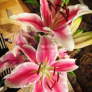 Meet your Posher, Nikki